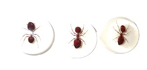ตัวอย่างตัวต่อแบบพลาสติกทรงกลมขนาด 25x25 มม. สีขาว ฐานแบน สำหรับงานฝีมือและทำเครื่องประดับ - Product Image 2
