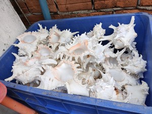 [คะแนนสูงสุด] |   ขายส่งเปลือกหอยเปาอาขัดเงาธรรมชาติ ทำมือ เป็นมิตรกับสิ่งแวดล้อม |   เปลือกหอยสีรุ้งสดใสสำหรับงานฝีมือ - Product Image 4