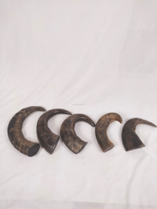 ของเล่นเคี้ยวสำหรับสุนัขทำจากเขาควายธรรมชาติคุณภาพสูง ขัดเงา เป็นมิตรกับสิ่งแวดล้อม ทนทาน รูปทรงธรรมชาติ จากงานฝีมือ - Product Image 3