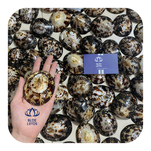 Coquille de limette écologique, coquille de plage naturelle pour l'art en résine, l'aquarium et la décoration intérieure - Product Image 1