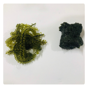 Uvas de Mar Deshidratadas de Vietnam, Suministro al por Mayor, Alta Calidad, Producto Más Vendido - Product Image 2