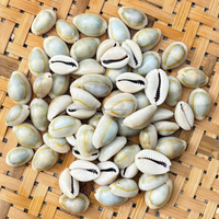 Coquilles de cauris KMI RING TOP (Cypraea sp.) Coquillages naturels du Vietnam pour l'artisanat et la décoration - Taille 1,5-2,5 cm, Vente en gros