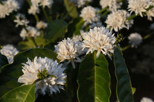 Dalakon Bazan Pure Spécialité Café moulu Caféine Torréfaction française Goutte à goutte avec goût amer Emballage en boîte - Product Image 5