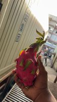 Verse Dragon Fruit Premium Kwaliteit Indiase Boerderij Oogst 18 Maanden Houdbaarheid voor Groothandel en Detailhandel Dagelijks Leverbaar