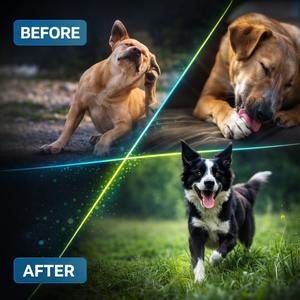 Suplemento Probiótico Orgánico para Perros, Directo de Fábrica, para la Salud Intestinal e Inmunológica, Suministro al por Mayor, Servicio de Muestras Gratis - Product Image 6