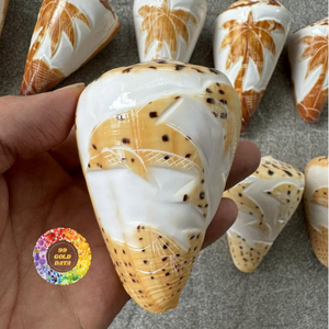 Polished Durable Vietnam Ocean Tiger Cowrie <b>Abalone</b> Snail Conch <b>Shells</b> Half Piece Wholesale Crafts Furniture Decoration Natural - Product Image 6