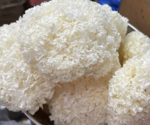 High purity dried white tremella fungus ingredient for food preparation applications origin Vietnam - Product Image 6