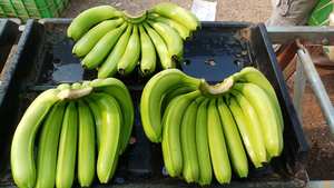 Cavendish Banana fruta natural limpia tropical produce ampliamente utilizado para picar hornear y bebidas de Vietnam - Product Image 2