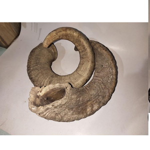 Meilleures ventes : 100% Qualité Supérieure, Corne de mouton naturelle polie, Plaques et poignées de couteau en corne de bélier, Excellent produit à vendre - Product Image 1