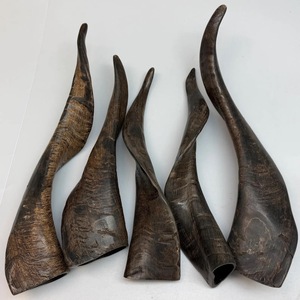 Cuerno de Cabra Pulido con Acabado Natural, Ecológico, Rústico, Nuevo, de Alta Calidad para Decoración y Manualidades - Product Image 5