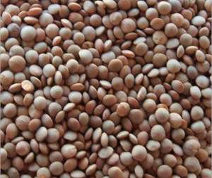 Millet indien 100% naturel de haute qualité, croustillant, entier et décortiqué, en promotion à prix réduit, meilleure offre - Product Image 1