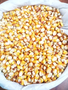 ข้าวโพดเหนียวสีเหลืองตากแห้ง |   ข้าวโพดสีเหลือง |   ผู้จัดจำหน่ายและส่งออกอาหารสัตว์เกรดพรีเมียมจากอินเดีย พร้อมอายุการเก็บรักษา 24 เดือน - Product Image 5