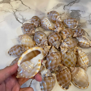 Pequeñas conchas marinas de Vietnam para manualidades caseras y para añadir elementos tropicales orgánicos a las mesas por 99 Gold Data Co. - Product Image 3