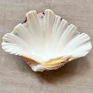 Mejor precio de conchas de almeja gigante natural al por mayor, conchas limpias para decoración y manualidades - Product Image 1
