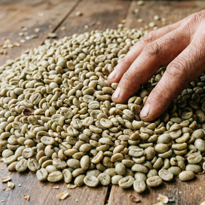 Wholesale Vietnam Specialty Arabica Green <b>Beans</b> Size 16 G1/G2 Grade ISO 22000 Certified TNFOOD Brand Directly Factory Export - Product Image 1