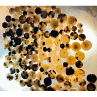Boutons décoratifs modernes en corne de buffle véritable, personnalisables, pour vêtements, vente en gros, par Curio Craft