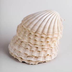 Suministros para manualidades, conchas de vieira blancas, oferta con descuento, conchas marinas naturales al por mayor. - Product Image 6