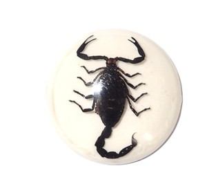 Scorpion noir, spécimen réel, cabochon en plastique rond 35x35 mm, fond plat blanc pour l'artisanat et la fabrication de bijoux - Product Image 3