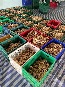 Productor y Exportador de Jengibre de Vietnam que Suministra Jengibre Fresco Natural en Grandes Cantidades para Importadores Globales - Product Image 5