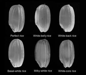 Egyptian <b>Rice</b> Japonica Riz Round Grain White <b>Rice</b> From Vietnam Factory Price - Max - Product Image 4