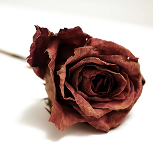Pétales de rose séchés 2025 en gros, emballage personnalisé, matériaux de type pétales de rose séchés, OEM, stockage, haute qualité - Product Image 1