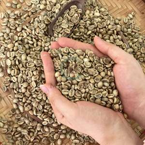 Grains de café en gros pour l'exportation, taille 16, pureté 100%, traitement à sec, durée de conservation 24 mois, qualité pour torréfaction et préparation de boissons - Product Image 6