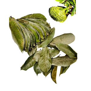 Hojas de Guanábana Secas Premium Naturales Grado Exportación Envasado al Vacío Marca Privada Suministro a Granel Hecho en Vietnam Mejor Fábrica - Product Image 2