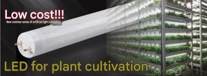 Tubos LED de Alta Calidad y Rendimiento Superior, 16W, para Cultivo Hidropónico, Espectro Completo, Luces Verticales para Cultivo de Plantas - Product Image 2