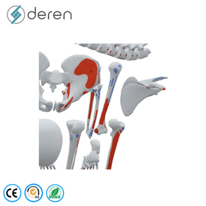 Modelo de <span class=keywords><strong>Esqueleto</strong></span> <span class=keywords><strong>Humano</strong></span> Desarticulado DRS1016 con Puntos de Origen e Inserción Muscular, Juego Completo de <span class=keywords><strong>Huesos</strong></span> Anatómicos para Estudio Médico - Product Image 2