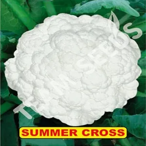 เมล็ดกะหล่ำดอกเกรดพรีเมียมสำหรับการเกษตร - ให้ผลผลิตสูง ทนโรค คุณภาพส่งออก - Product Image 5