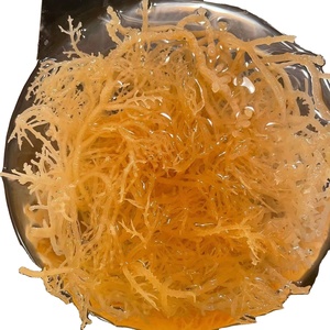 Musgo Marino Vietnamita Premium – Proveedor Mayorista de Musgo Marino Seco Natural |   Musgo Irlandés Orgánico al por Mayor // Ms Moon - Product Image 2