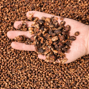 Meilleures ventes : Coques de café en vrac, approvisionnement en gros, qualité supérieure, produit naturel pour engrais organique, offre exceptionnelle, exportation / Mme Alina - Product Image 5