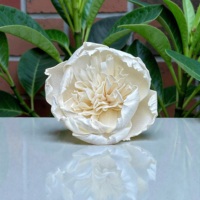BUNGA KAYU SOLA VADEE SOLA WOOD FLOWER Buatan Tangan Ramah Lingkungan Klasik Bunga Peony Kayu Sola 8,5 CM Batang Serat Tanaman Sesbania Thailand