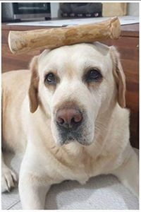 Jouets à mâcher pour chiens en bois écologiques et résistants aux morsures - Saveur originale, jouets interactifs pour l'entraînement des molaires - Product Image 4