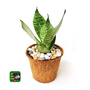 Fabricant vietnamien de pots en fibre de coco naturelle pour plantes d'appartement et articles de décoration intérieure à prix abordable pour jardins vertes. - Product Image 1