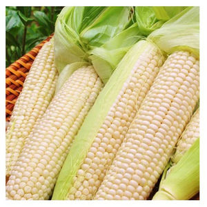 Proveedor mayorista de maíz blanco de primera calidad para importadores internacionales de alimentos y distribuidores globales - Product Image 5