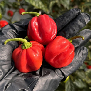 Chiles Habanero Bird Eye Secos sin Tallo del Reino Unido en Bolsa/Caja/Botella de Gran Volumen para Cocinar Mariscos - Product Image 1