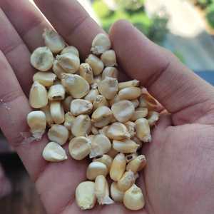 ราคาต่ำรับประกันที่มีคุณภาพสูงสีขาวไฮบริดข้าวโพดธัญพืชสำหรับอาหารนกและอาหารสัตว์จากอินเดีย - Product Image 4