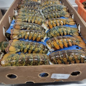 หางกุ้งล็อบสเตอร์แช่แข็ง IQF FD คุณภาพพรีเมียมสำหรับส่งออก บรรจุภัณฑ์แบบขายส่ง รักษาคุณภาพด้วยการแช่แข็ง บรรจุภัณฑ์ขนาดใหญ่ อายุการเก็บรักษา 24 เดือน - Product Image 1