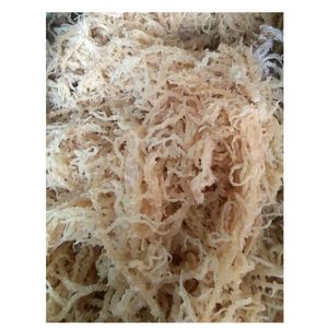 สาหร่ายทะเลคอตตอนนี ออร์แกนิคดิบจากเวียดนาม สำหรับส่วนผสมอาหาร การกระจายตัว และตลาดส่งออก - Product Image 1