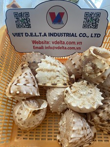 Conchas de Vieira Naturales - Decoración con Temática de Playa, Marca OEM de Ba Ria-Vung Tau, Suministro al por Mayor - Product Image 4