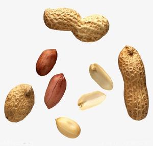 High Grade Non-GMO Organic <b>Peanut</b> Bulk Product Grade A1 Raw <b>Peanuts</b> 12.5kg pp Bags/tin for Food - Product Image 2