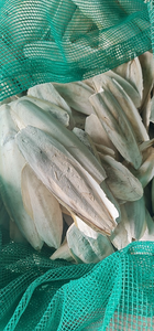 Hueso de Sepia Natural de Vietnam, tamaño 5-10cm, para Aves y Mascotas, Proveedor Mayorista OEM para el Mercado de la UE - Product Image 3