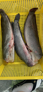Vietnam Poisson-chat fumé 100% naturel, riche en protéines, collation saine |   Vente en gros, durée de conservation de plus de 12 mois, stockage à l'endroit frais et sec - Product Image 5