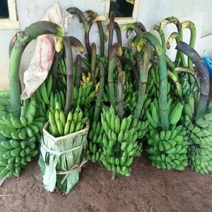 Plátano Cavendish Verde Fresco Orgánico de Alta Calidad, Mejor Precio en Existencia, Envío Rápido Disponible, Compre Directamente de un Proveedor Confiable - Product Image 1