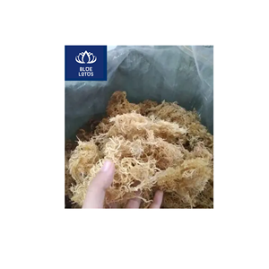 Venta Rápida: Musgo Marino Seco Ecológico, Limpio y Seguro, Ideal para Sopas y Cuidado de la Piel, Venta Directa - Product Image 1