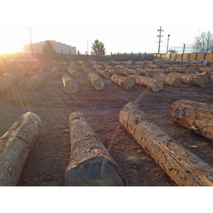 Bûches de bois dur de qualité industrielle, plaquettes de bois dur, bois durable, idéal pour la fabrication, la menuiserie et le traitement du bois - Product Image 4