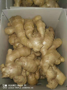 Jengibre fresco de alta calidad - 100% Backan Vietnam, bolsa de malla de 20 kg, marca Bao Tram Anh, 2 años de duración, almacenamiento en frío, listo para exportación - Product Image 4