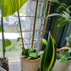 Vente en gros de treillis en bambou en forme d'éventail pour plantes grimpantes d'intérieur, fabriqué au Vietnam - Product Image 4