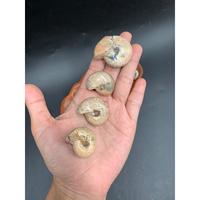 Ammonite noire naturelle entièrement polie, pierre de 2 à 5 cm pour la fabrication de bijoux et l'artisanat, objet de collection